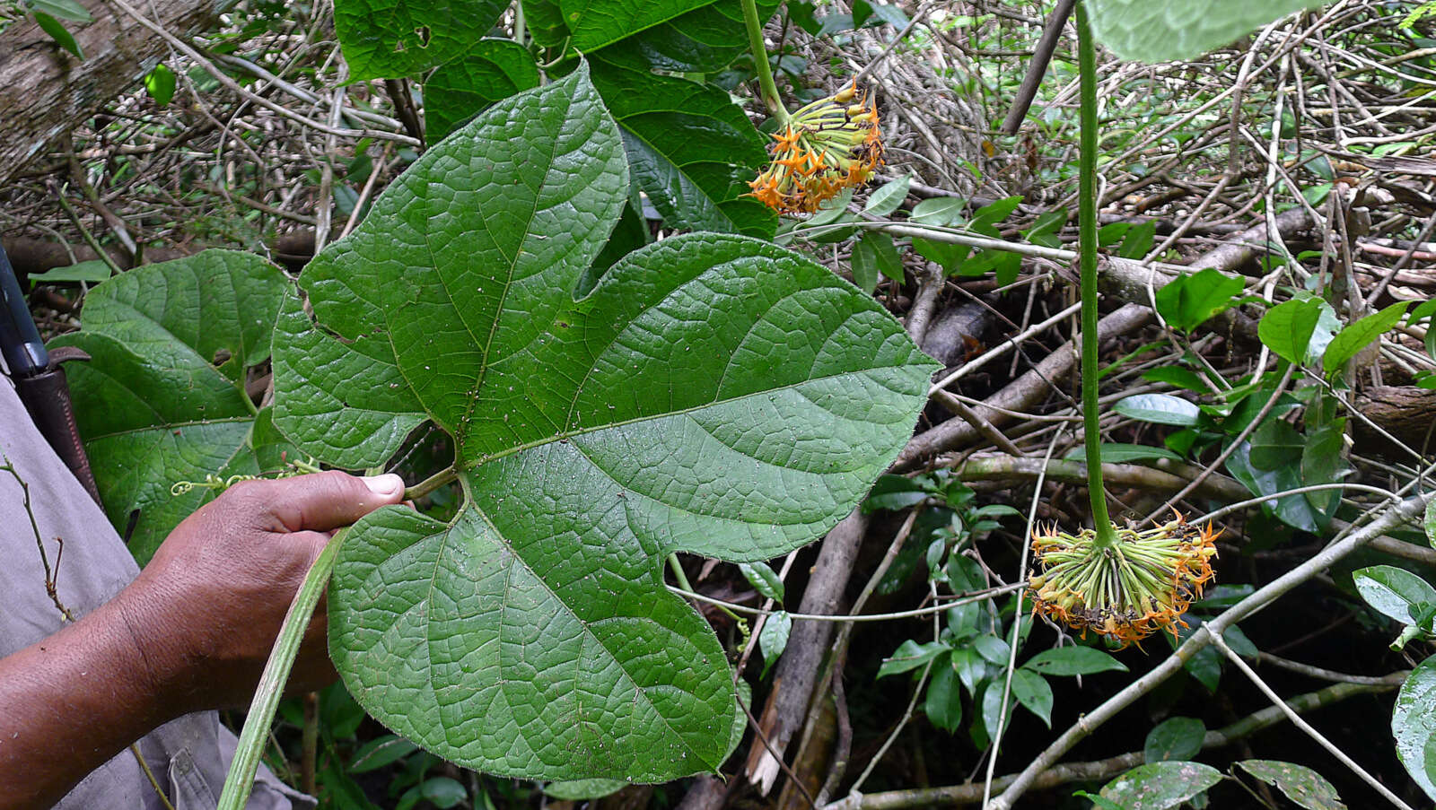 Image of Gurania subumbellata (Miq.) Cogn.