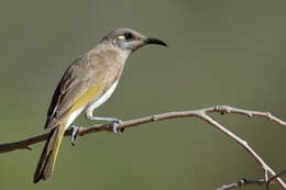 Image of Brown Honeyeater