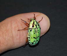 Image of flower chafers (beetles)