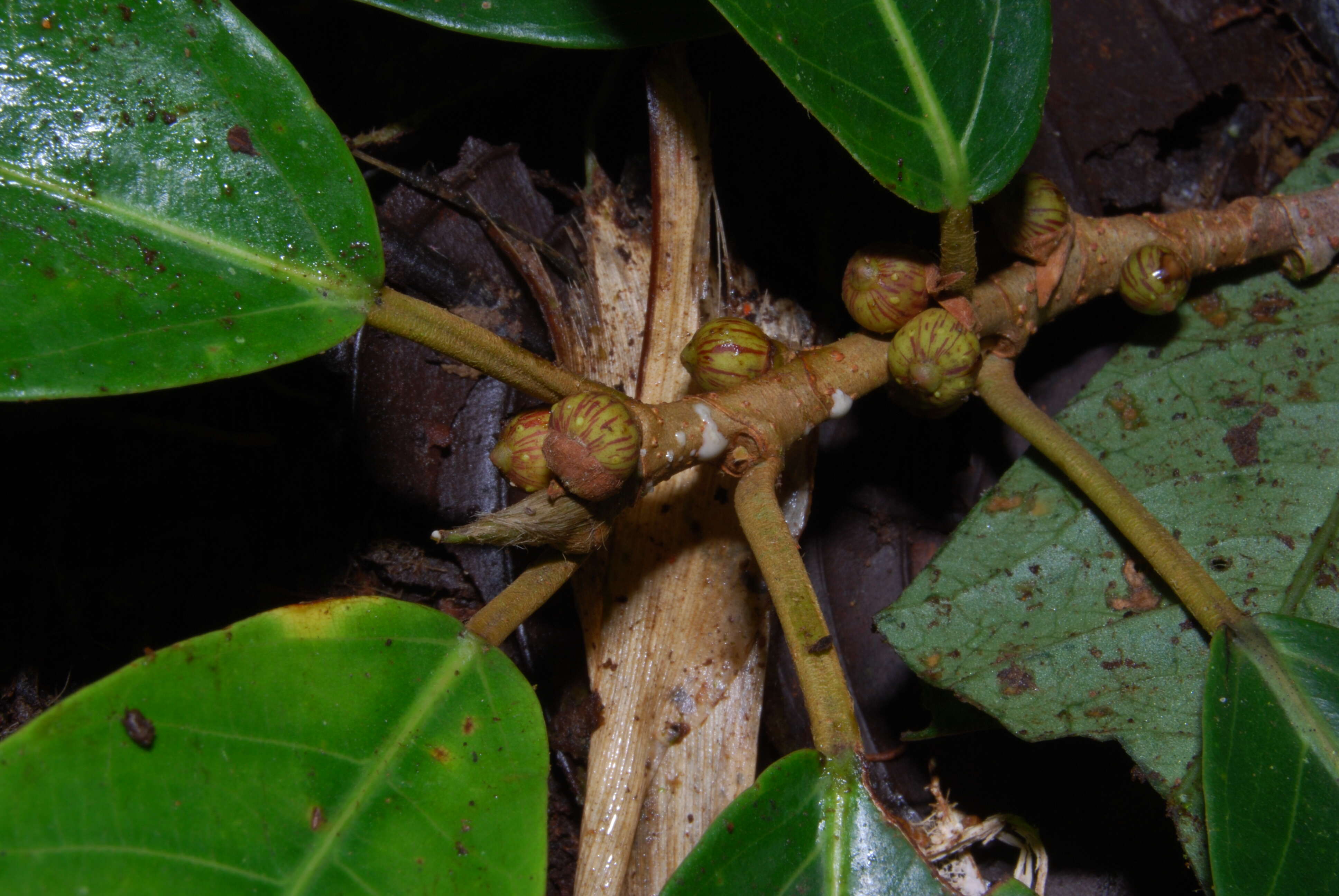 Image of Ficus