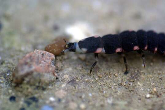 Image of common glow-worm