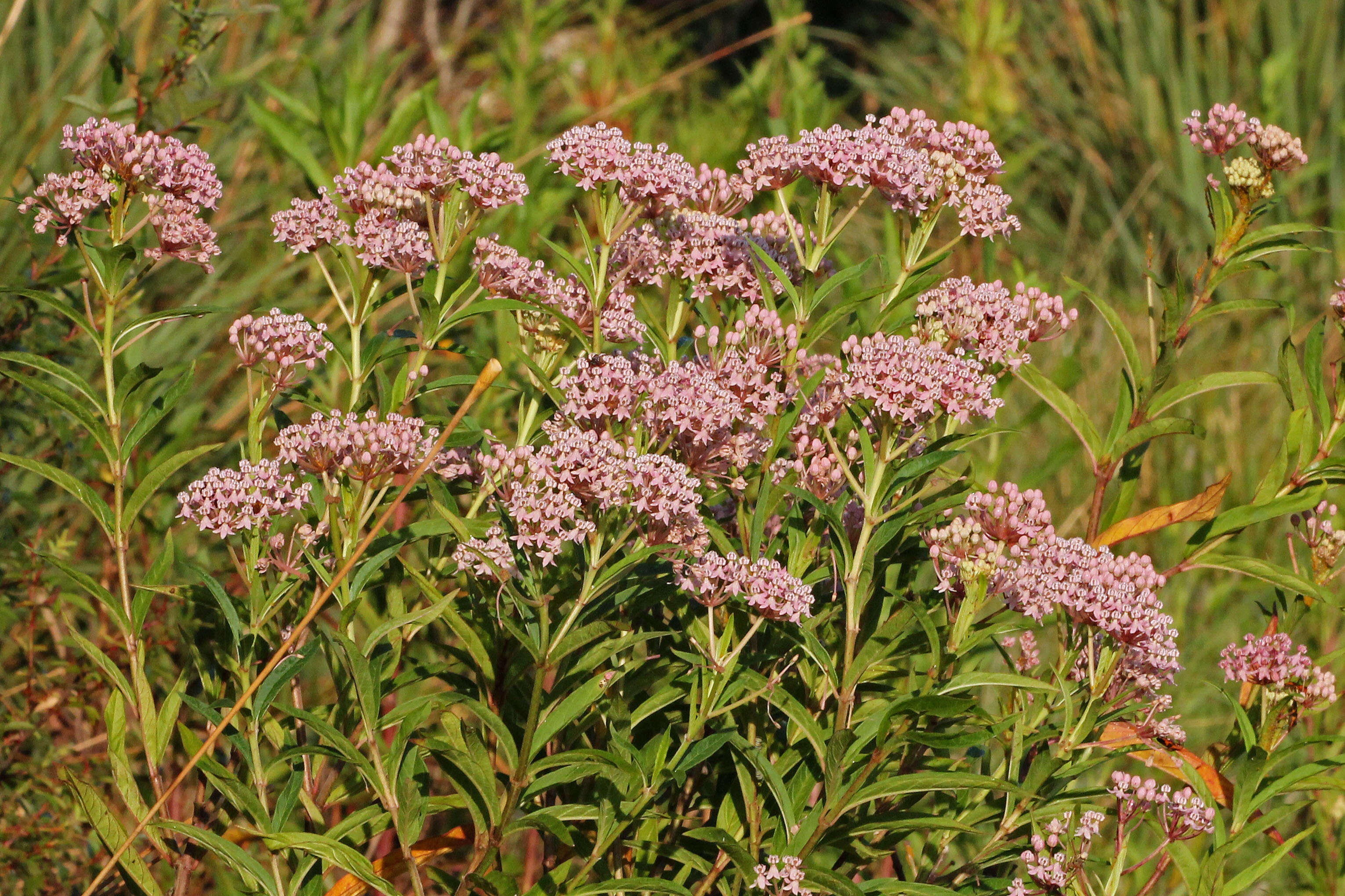 Imagem de Asclepias incarnata L.