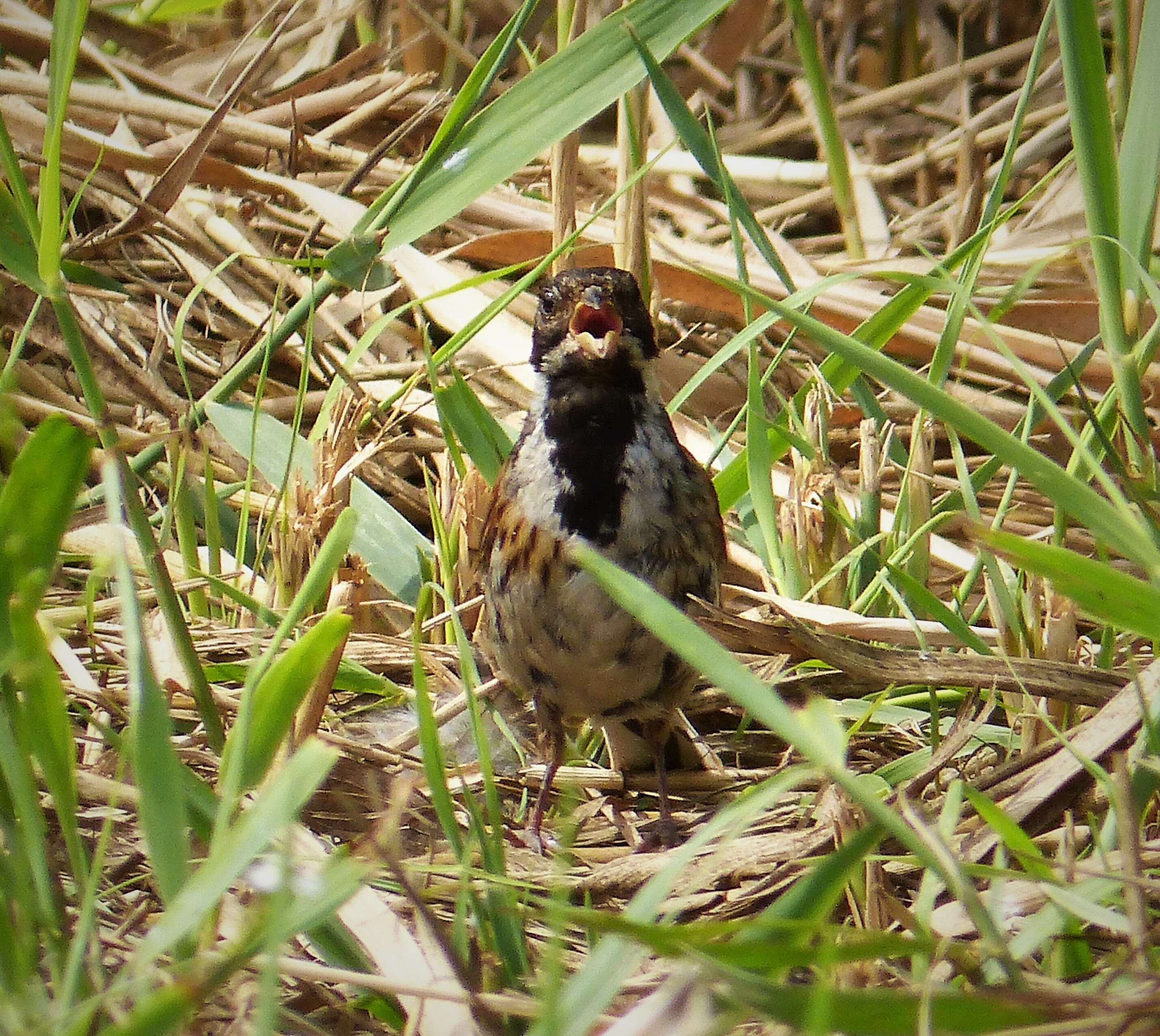 Image of Common Reed Bunting