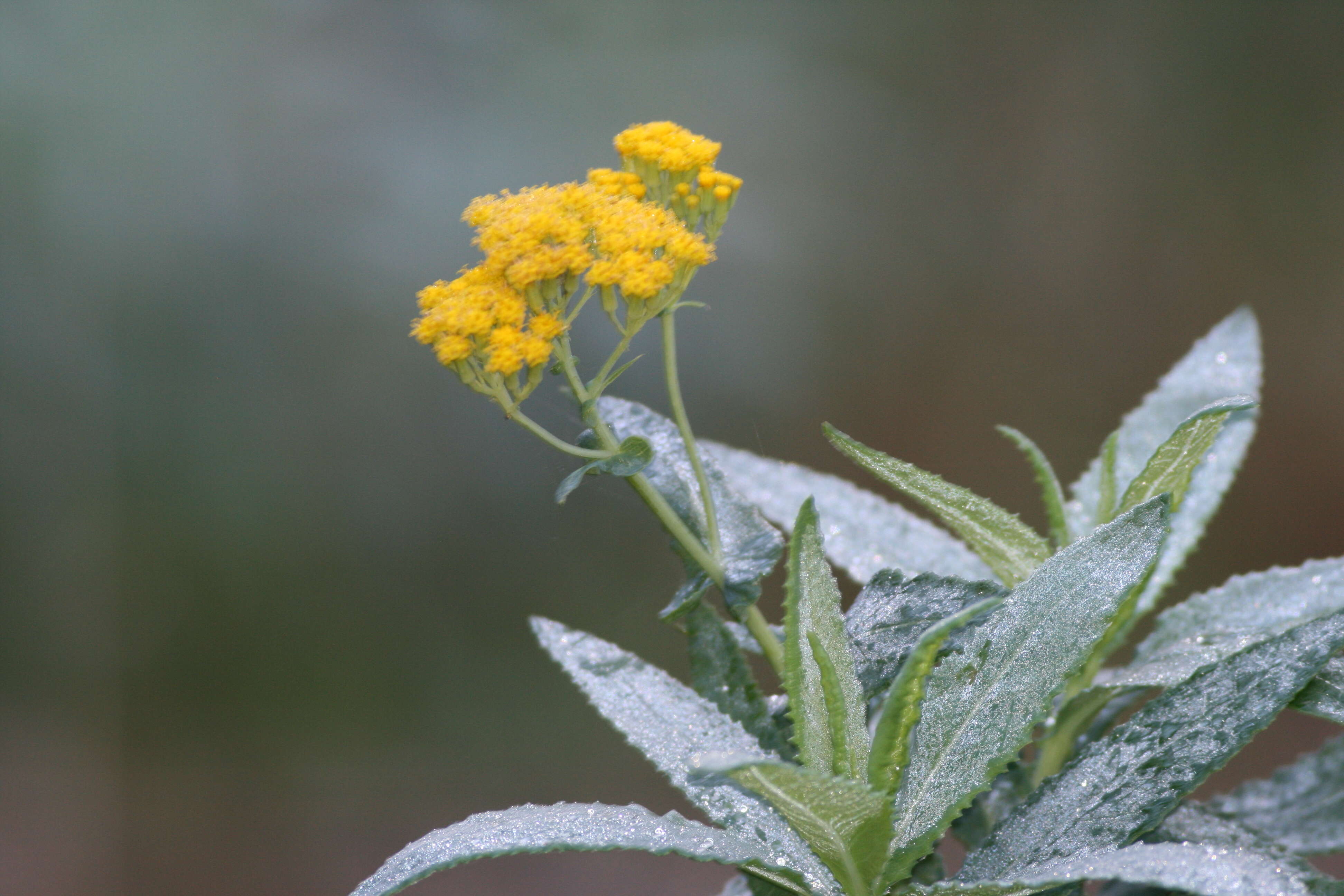 Image of Senecio odoratus Hornem.