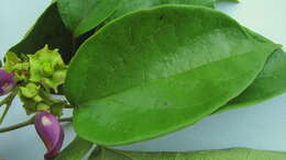 Image of amphilophium