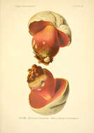 Image of Rubroboletus