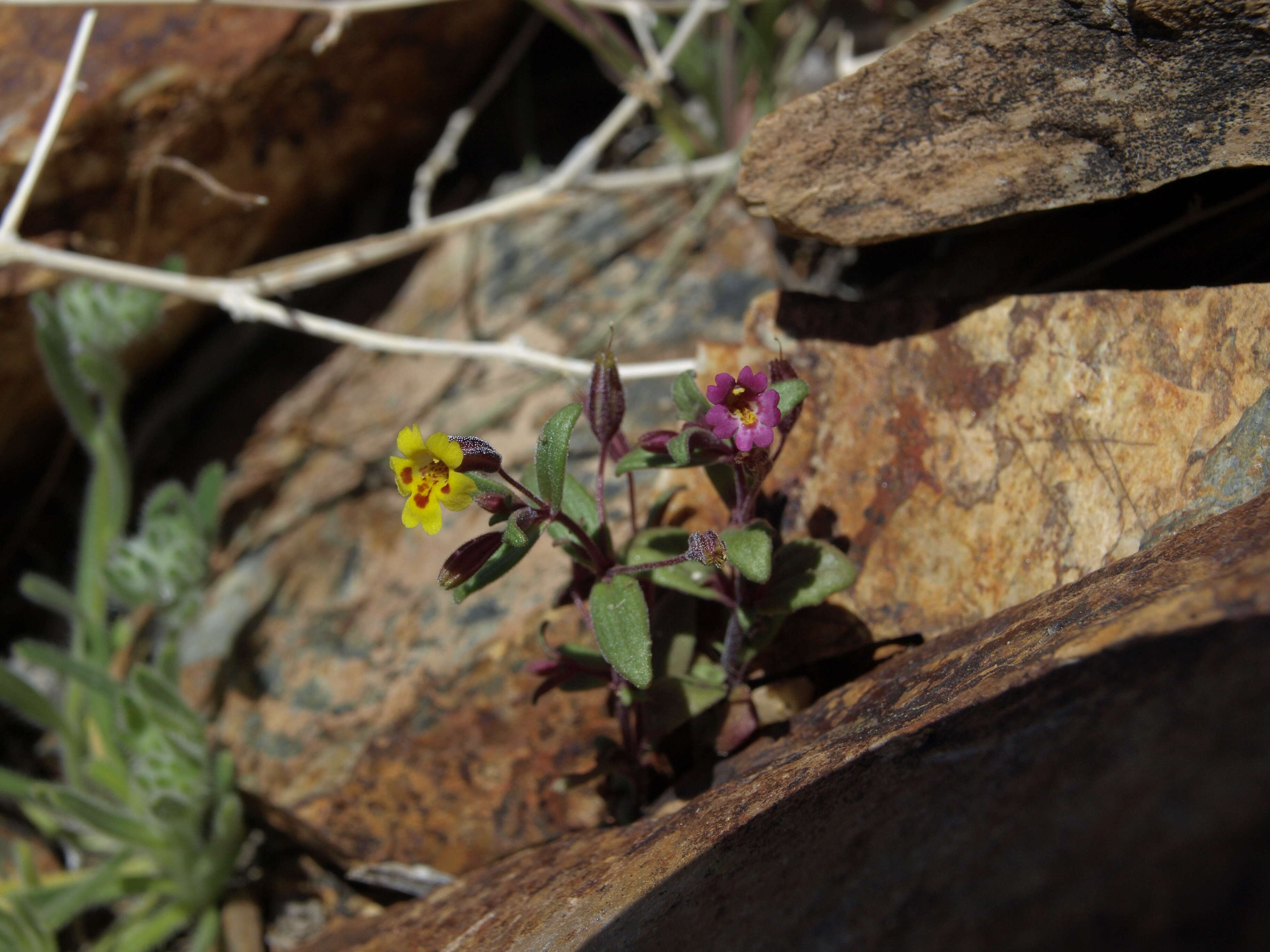 Image of Little Red-Stem Monkey-Flower