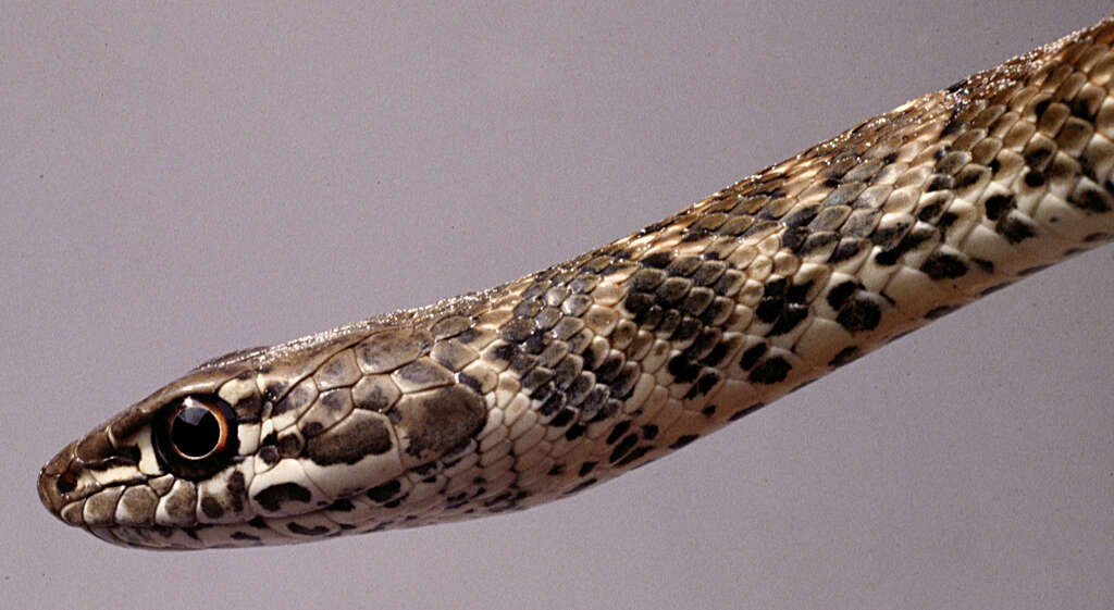 Image of Coachwhip