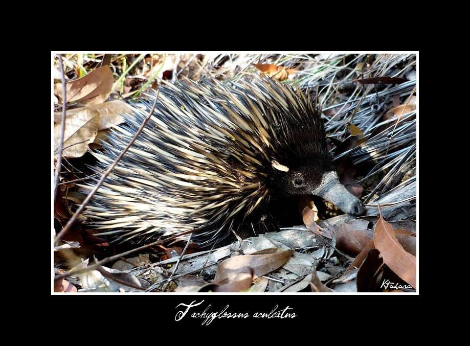 Image of Short-beaked Echidnas