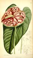 Image de Anthurium