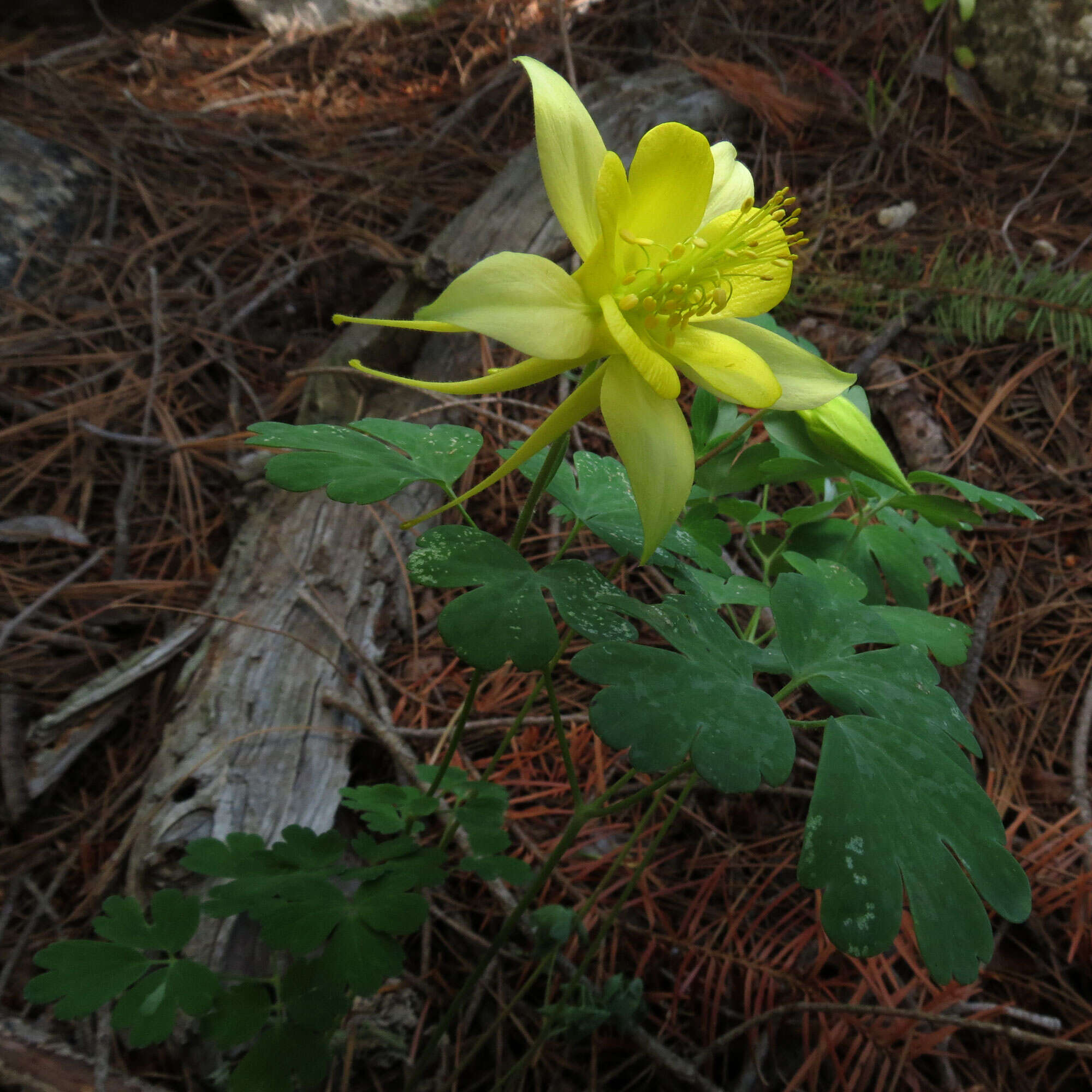 Image of columbine