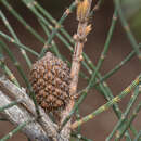 Image de Allocasuarina duncanii L. A. S. Johnson & D. I. Morris