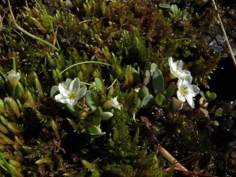 Image of miner's lettuce