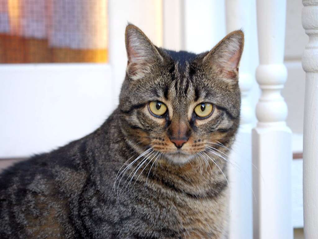 Image of Domestic Cat