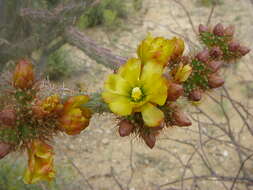 Imagem de Cylindropuntia versicolor (Engelm. ex J. M. Coult.) F. M. Knuth