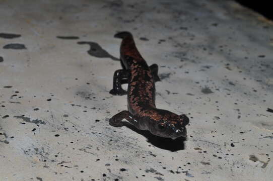 Image of Yucatan Mushroomtongue Salamander