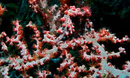 Image of seahorses