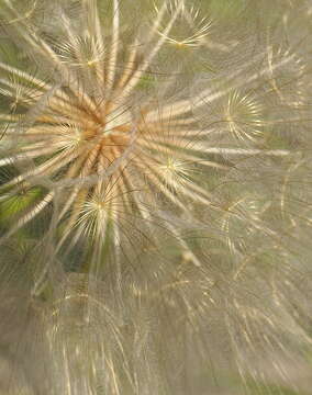 Image of yellow salsify