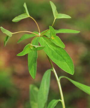 Image of sweet spurge