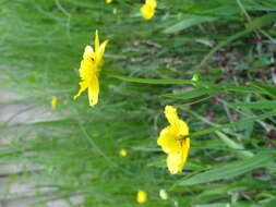 Image of Greater Spearwort