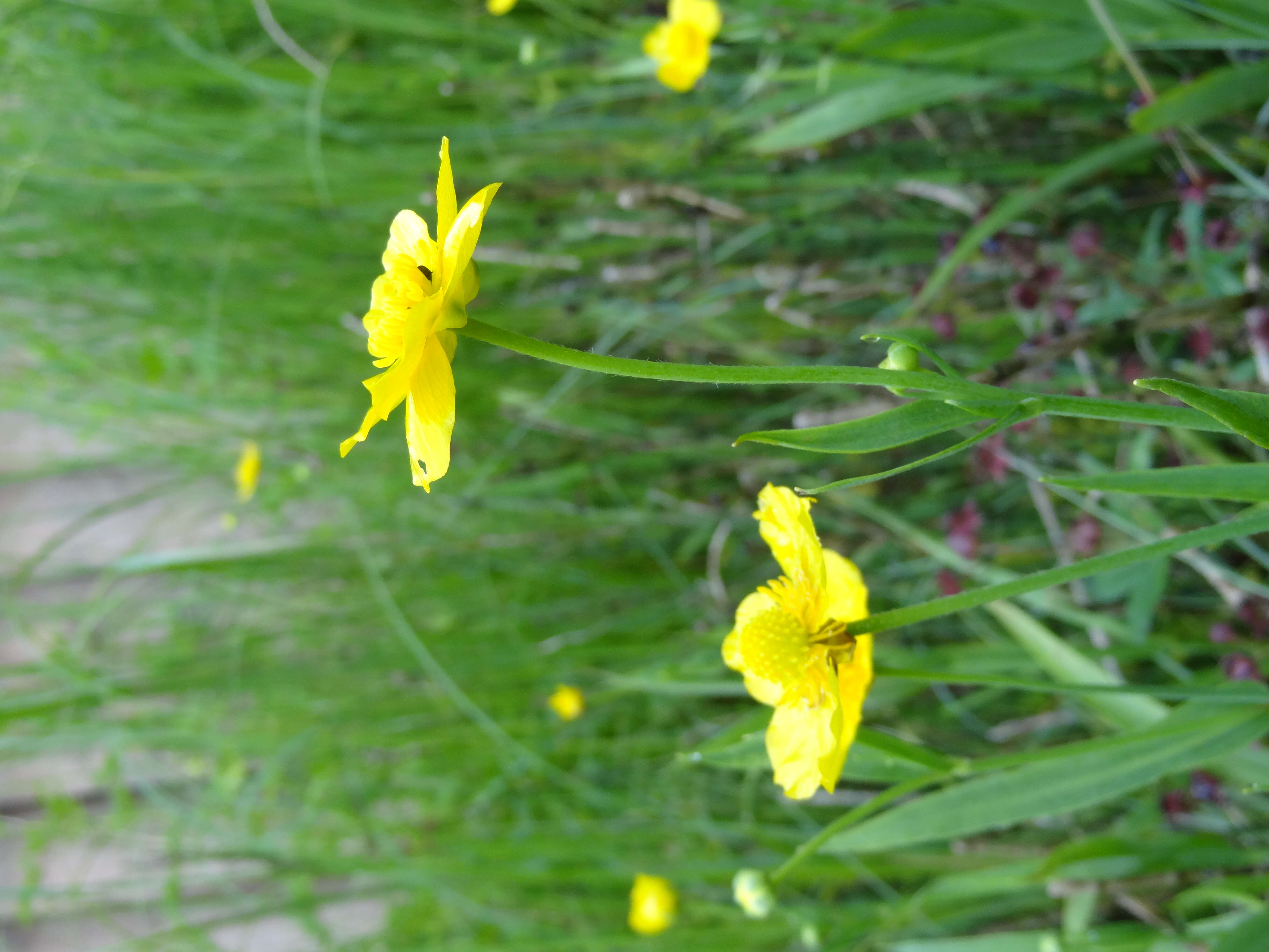 Image of Greater Spearwort