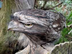 Image of Tawny Frogmouth