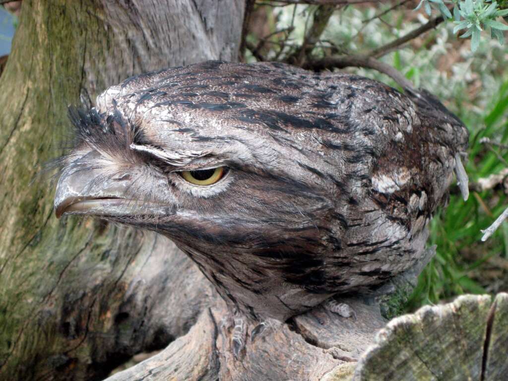 Image of Tawny Frogmouth