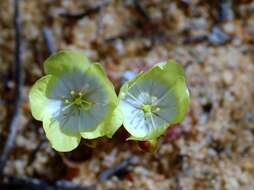 Image of Drosera citrina Lowrie & Carlquist