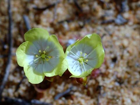 Image de Drosera citrina Lowrie & Carlquist