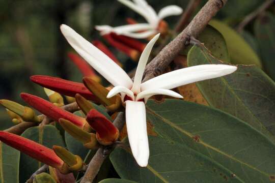 Image of Xylopia aromatica (Lam.) Mart.