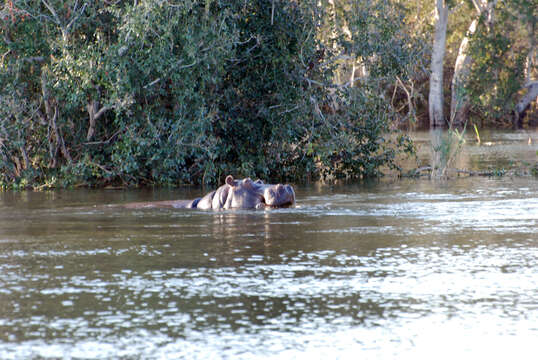 Image of Common Hippopotamus