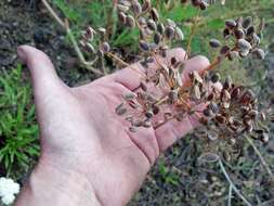 Lomatium multifidum (Nutt.) R. P. Mc Neill & Darrach resmi