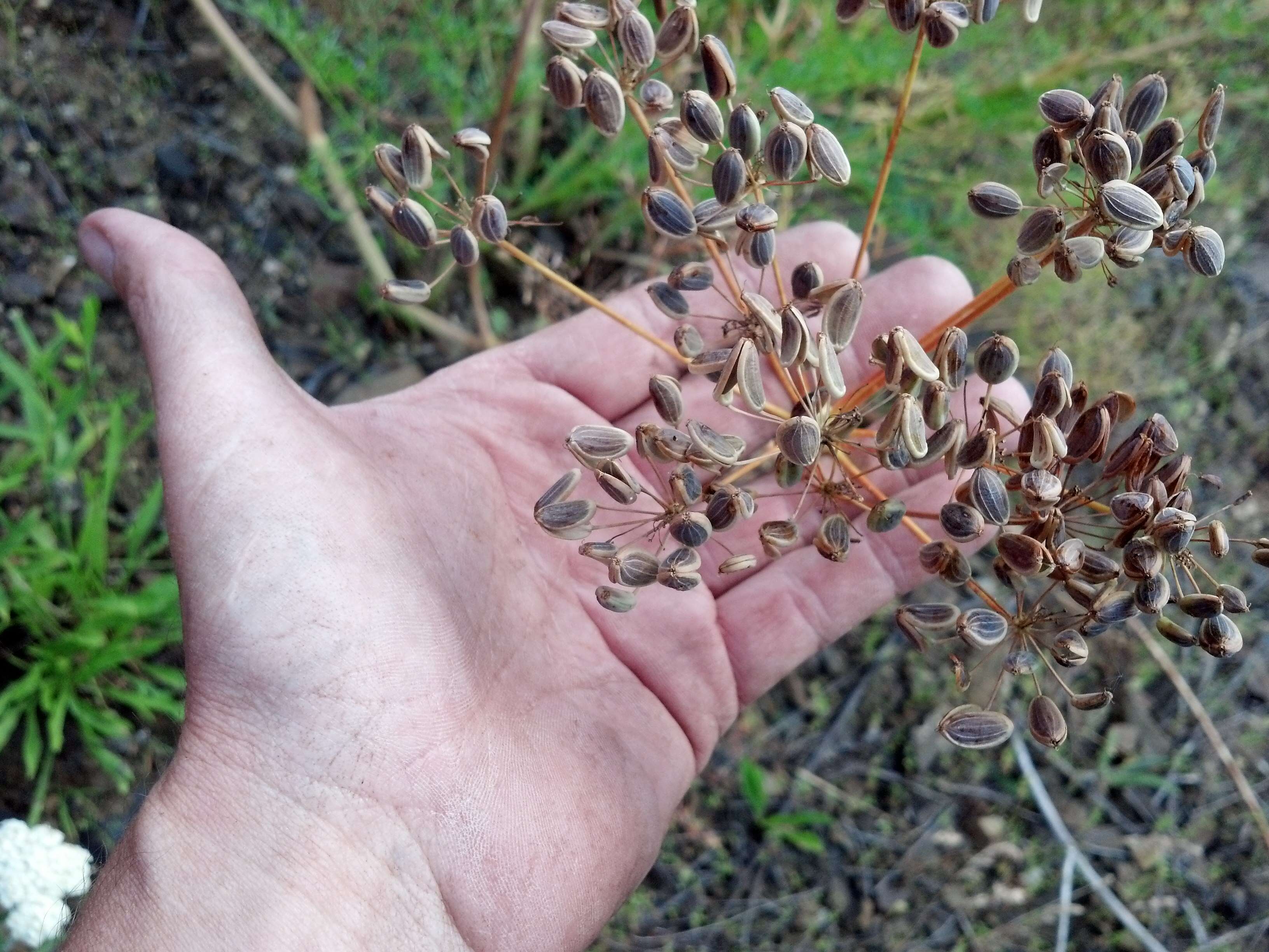 Imagem de Lomatium multifidum (Nutt.) R. P. Mc Neill & Darrach