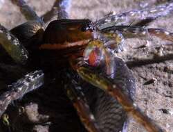 Image of Six-spotted Fishing Spider