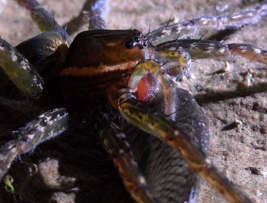 Image of Fishing Spiders