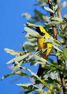 Image of New World orioles