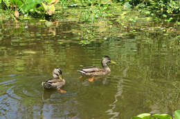 Image of Common Mallard