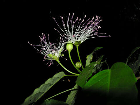 Image of Capparidastrum discolor (J. D. Sm.) Cornejo & Iltis