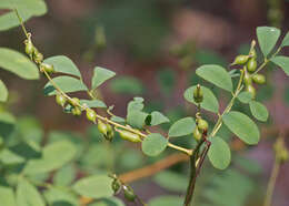 Image of Carolina indigo