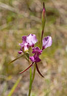 Image of Purple donkey orchid