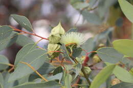 Imagem de Eucalyptus kingsmillii (Maiden) Maiden & Blakely