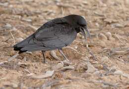 Слика од Corvus capensis Lichtenstein & Mhk 1823