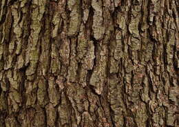 Image of alder