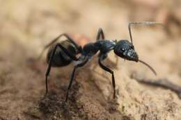 Plancia ëd Camponotus suffusus (Smith 1858)