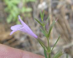 Image of aromatic false pennyroyal