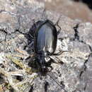 صورة Agonum (Olisares) versutum Sturm 1824