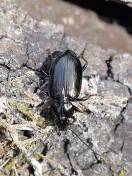 Image of Agonum (Olisares) versutum Sturm 1824