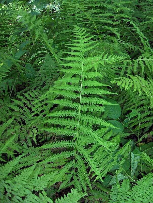 Image of maiden fern