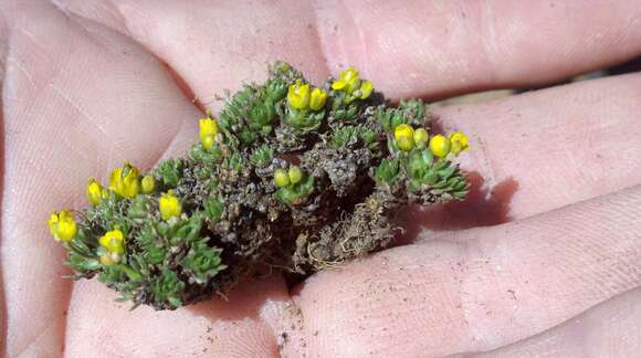 Image of beavertip draba