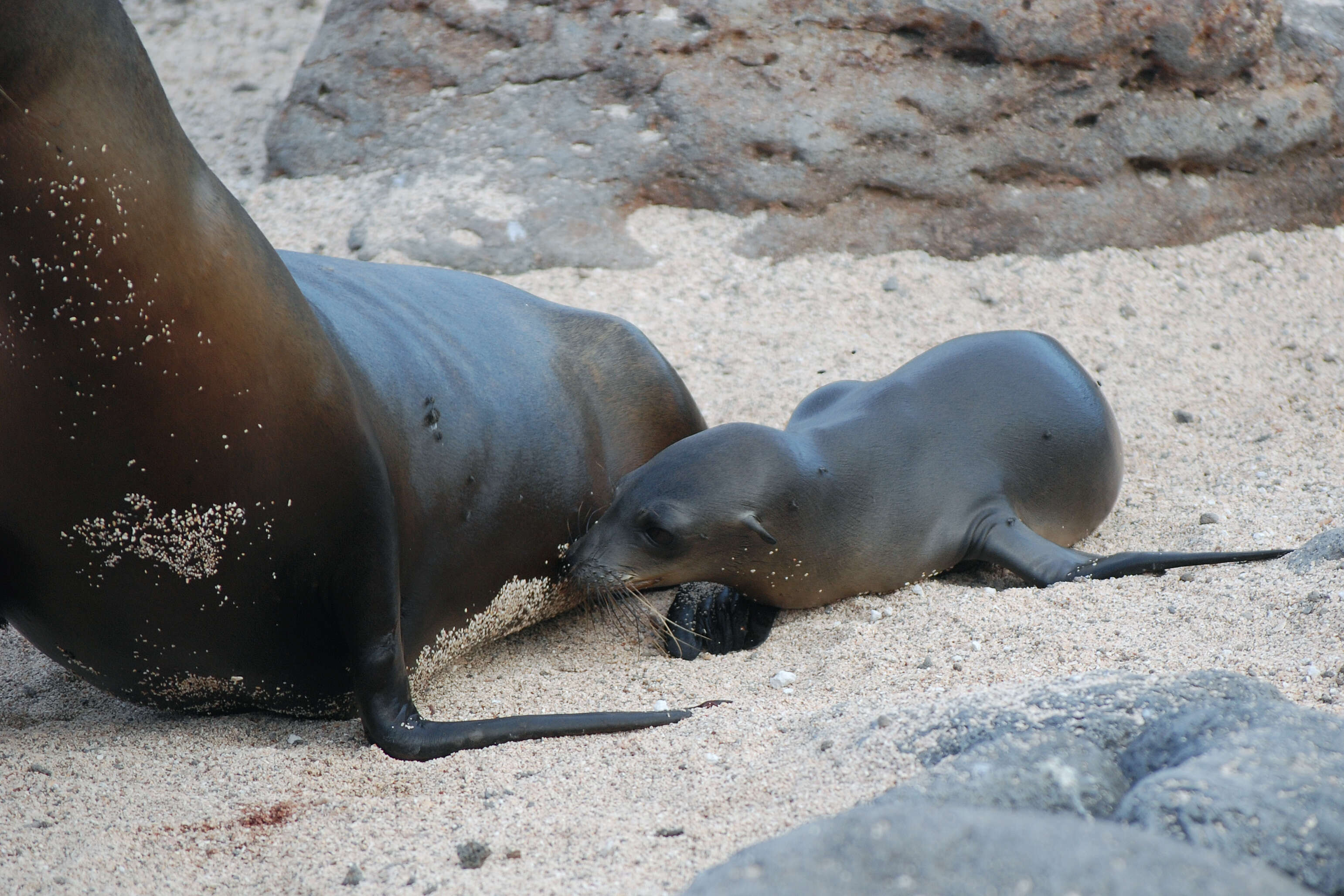 Image of Sea Lion